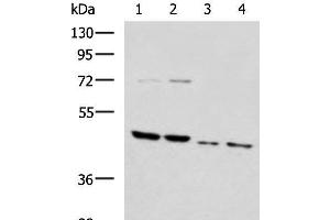 Western blot analysis of Rat brain tissue Mouse brain tissue Raji and 231 cell lysates using HTRA2 Polyclonal Antibody at dilution of 1:1000 (HTRA2 Antikörper)