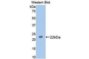Western Blotting (WB) image for anti-Paraoxonase 1 (PON1) (AA 2-186) antibody (ABIN1172662)