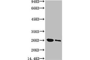 Western blot analysis of GFP transfected Hela, diluted at 1) 1:5000 2) 1:10000 (GFP Antikörper)