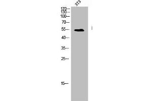 Western Blot analysis of NIH-3T3 cells using Hic-5 Polyclonal Antibody (TGFB1I1 Antikörper)