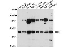 Western blot analysis of extracts of various cell lines, using HTR1D antibody (ABIN1980172) at 1:1000 dilution. (5HT1D Antikörper)