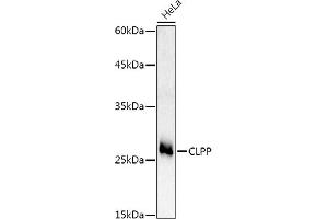 Western blot analysis of extracts of HeLa cells, using CLPP Rabbit pAb antibody (ABIN6131294, ABIN6138740, ABIN6138741 and ABIN6224901) at 1:500 dilution. (CLPP Antikörper  (AA 1-277))