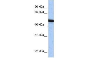 SPOP antibody used at 0.
