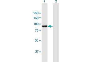 Western Blot analysis of MGC16169 expression in transfected 293T cell line by MGC16169 MaxPab polyclonal antibody. (TBCK Antikörper  (AA 1-830))