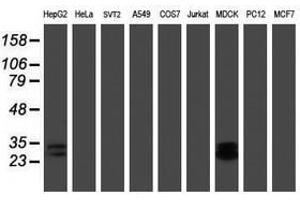 Image no. 6 for anti-RNA Binding Protein with Multiple Splicing (RBPMS) antibody (ABIN1500642) (RBPMS Antikörper)