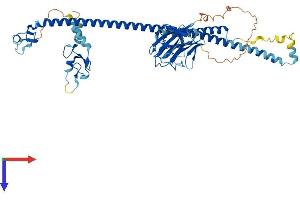 TRIM26 Protein (AA 1-545) (His tag)