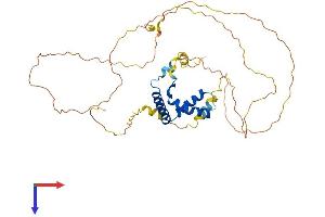 LEF1 Protein (AA 1-399) (His tag)