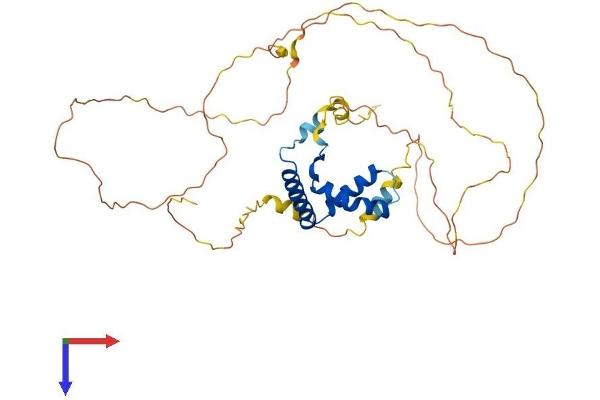 LEF1 Protein (AA 1-399) (His tag)