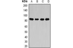 Western blot analysis of CARS expression in Hela (A), MCF7 (B), mouse liver (C), rat spinal cord (D) whole cell lysates. (CARS Antikörper)