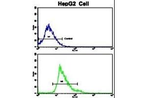 Flow cytometric analysis of HepG2 cells using Creatine Kinase MB (CKM) Antibody (C-term)(bottom histogram) compared to a negative control cell (top histogram).