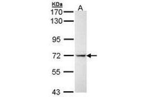 Image no. 1 for anti-Interleukin 1 Receptor, Type I (IL1R1) (AA 342-528) antibody (ABIN467535)