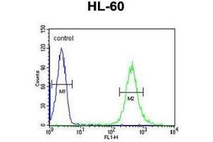 Flow cytometric analysis of HL-60 cells using HOXA3 / HOX1E Antibody (C-term) Cat. (HOXA3 Antikörper  (C-Term))