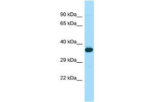 Host: Rabbit Target Name: Wnt8b Sample Type: Mouse Testis lysates Antibody Dilution: 1. (WNT8B Antikörper  (C-Term))