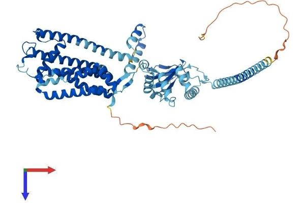 CNGA4 Protein (AA 1-575) (His tag)