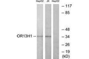 Western blot analysis of extracts from HepG2/Jurkat cells, using OR13H1 Antibody.