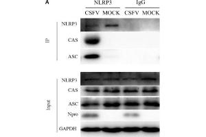 Formation of the NLRP3 inflammasome was induced in PBMCs by CSFV infection. (STS Antikörper)