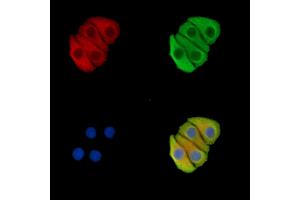 ABIN7096372 and ABIN7100436 staining Hela cells by IF/ICC. (PABPC1L2A Antikörper)
