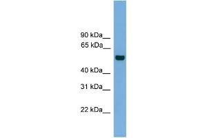 WB Suggested Anti-CLK1 Antibody Titration: 0.