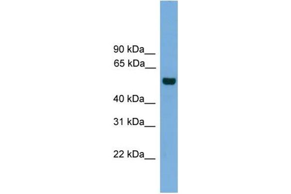 CLK1 Antikörper  (N-Term)