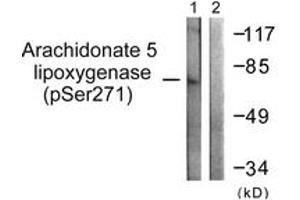Western blot analysis of extracts from HuvEc cells, using Arachidonate 5 Lipoxygenase (Phospho-Ser271) Antibody.
