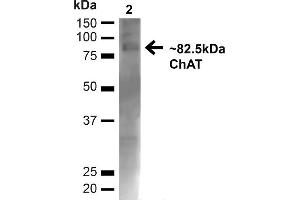 Western blot analysis of Mouse Brain showing detection of ~82. (Choline Acetyltransferase Antikörper  (N-Term) (Biotin))