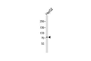 Western blot analysis of lysate from HepG2 cell line, using PCSK9 Antibody (C-term) (ABIN391505 and ABIN2841468).