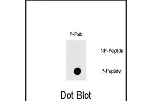 Dot blot analysis of Phospho-RAF1- polyclonal antibody (ABIN389743 and ABIN2839676) on nitrocellulose membrane. (RAF1 Antikörper  (pThr269))