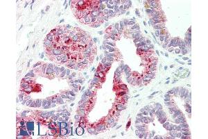 ABIN5539870 (5µg/ml) staining of paraffin embedded Human Urethra. (NAT1 Antikörper  (AA 272-286))