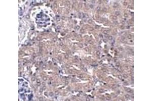 Immunohistochemistry of CIP75 in mouse kidney tissue with CIP75 antibody at 5 μg/ml.