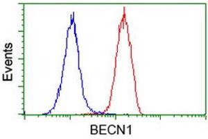 Flow cytometric Analysis of Hela cells, using anti-BECN1 antibody (ABIN2454375), (Red), compared to a nonspecific negative control antibody, (Blue). (Beclin 1 Antikörper)