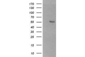 Image no. 1 for anti-beta-1,3-N-Acetylgalactosaminyl Transferase 2 (B3GALNT2) antibody (ABIN1496797) (B3GALNT2 Antikörper)