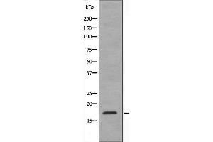 Western blot analysis of extracts from HeLa cells using MtSSB antibody. (SSBP1 Antikörper  (Internal Region))