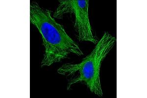 Immunofluorescent analysis of 4 % paraformaldehyde-fixed, 0. (alpha Tubulin Antikörper  (AA 408-439))