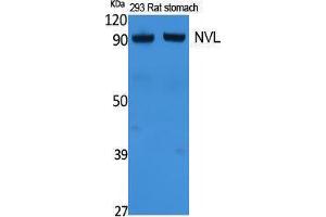 Western Blotting (WB) image for anti-Nuclear VCP-Like (NVL) (Internal Region) antibody (ABIN3178081) (NVL Antikörper  (Internal Region))