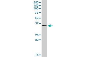 TCEA2 MaxPab polyclonal antibody. (TCEA2 Antikörper  (AA 1-299))
