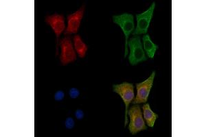 ABIN6258295 and ABIN6273964 staining HepG2 cells by IF/ICC.