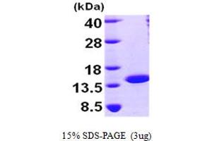 SDS-PAGE (SDS) image for Nuclear Transport Factor 2 (NUTF2) (AA 1-127) protein (His tag) (ABIN667022) (NUTF2 Protein (AA 1-127) (His tag))