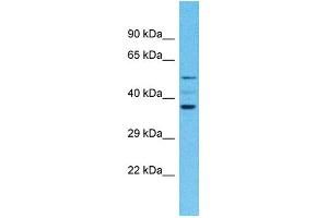 OR4F4 Antikörper  (C-Term)