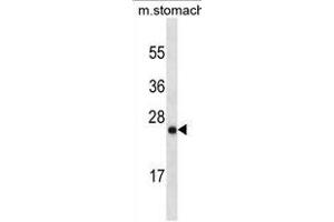 LYPD6B Antibody (Center)(Ascites) ABIN1882263 western blot analysis in mouse stomach tissue lysates (35 μg/lane). (LYPD6B Antikörper  (AA 79-108))