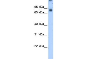 WB Suggested Antibody Titration:  2. (POR Antikörper  (N-Term))