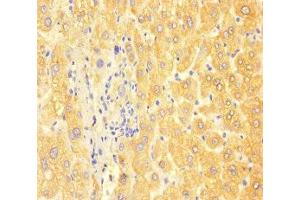 Immunohistochemistry of paraffin-embedded human liver tissue using ABIN7144419 at dilution of 1:100 (APOC3 Antikörper  (AA 21-99))