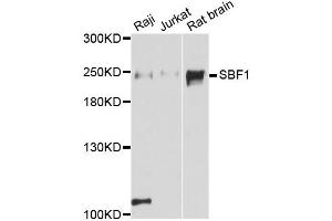 Western blot analysis of extracts of various cell lines, using SBF1 antibody (ABIN6293375) at 1:3000 dilution. (SBF1 Antikörper)