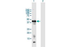 Western Blot analysis of LECT1 expression in transfected 293T cell line by LECT1 MaxPab polyclonal antibody.