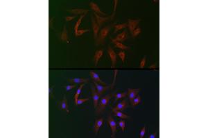 Immunofluorescence analysis of NIH/3T3 cells using FB2 Rabbit pAb (ABIN7267111) at dilution of 1:100 (40x lens). (FAM160B2 Antikörper)