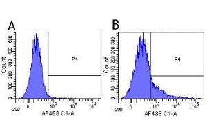 Flow-cytometry using the anti-CD40L research biosimilar antibody Ruplizumab (hu5c8, )  Human lymphocytes were stained with an isotype control (panel A) or the rabbit-chimeric version of Ruplizimab ( panel B) at a concentration of 1 µg/ml for 30 mins at RT. (Rekombinanter CD40L (Ruplizumab Biosimilar) Antikörper)