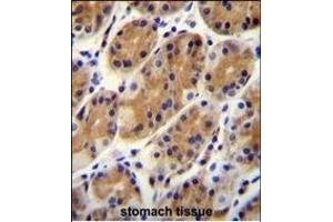 CCD Antibody (N-term) (ABIN655930 and ABIN2845323) immunohistochemistry analysis in formalin fixed and paraffin embedded human stomach tissue followed by peroxidase conjugation of the secondary antibody and DAB staining. (CCDC153 Antikörper  (N-Term))