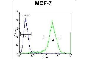 RT33 Antibody (C-term) (ABIN651324 and ABIN2840188) flow cytometric analysis of MCF-7 cells (right histogram) compared to a negative control cell (left histogram). (MRPS33 Antikörper  (C-Term))