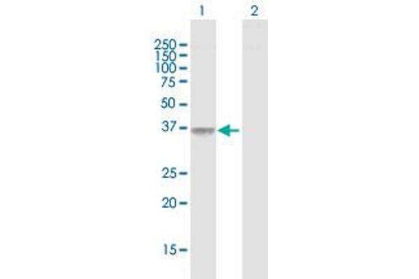 F11R Antikörper  (AA 1-299)