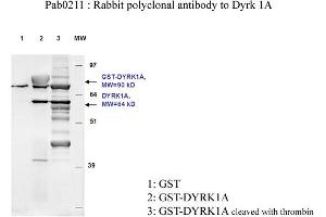 Image no. 2 for anti-Dual-Specificity tyrosine-(Y)-phosphorylation Regulated Kinase 1A (DYRK1A) antibody (ABIN347093) (DYRK1A Antikörper)