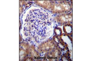 FUT6 Antibody (N-term) (ABIN656868 and ABIN2846072) immunohistochemistry analysis in formalin fixed and paraffin embedded human kidney tissue followed by peroxidase conjugation of the secondary antibody and DAB staining.